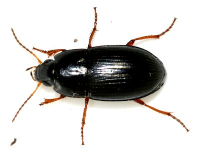 Amara-familiaris-10-fws