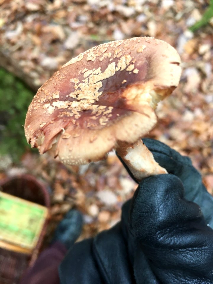 Amanita rubescens 105978030