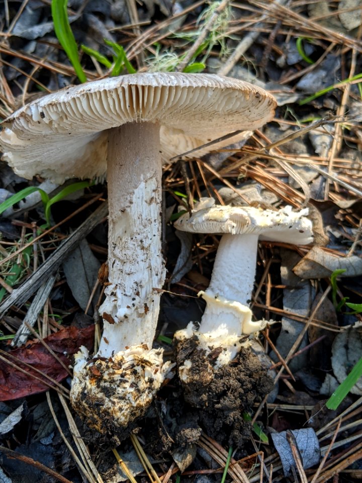 Amanita protecta 60043141