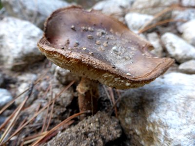 Amanita-porphyria-3