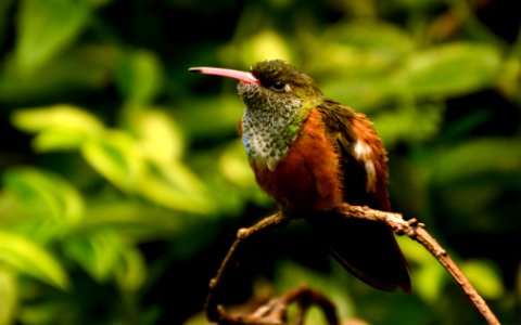Amazilia amazilia Parc des Oiseaux 21 10 2015 1