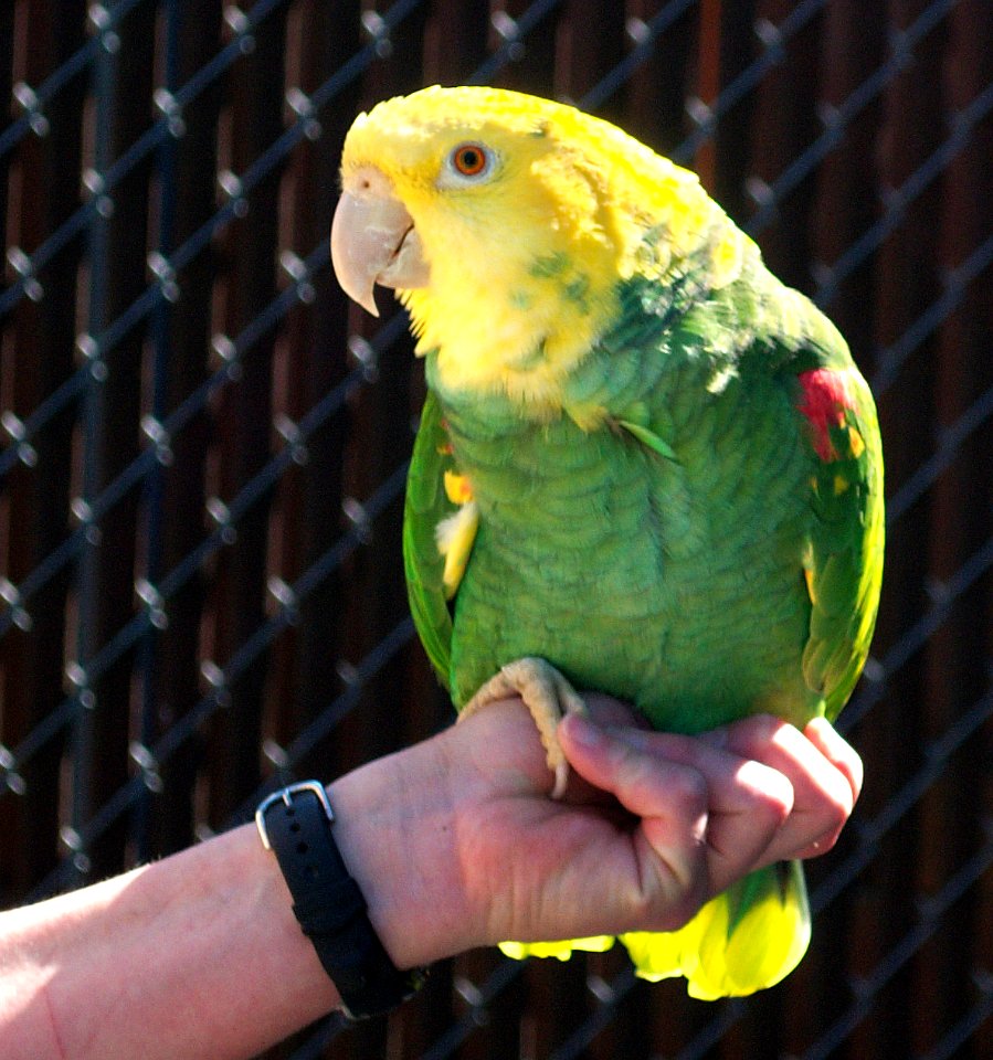 Amazona oratrix -Cougar Mountain Zoological Park -hand-8a
