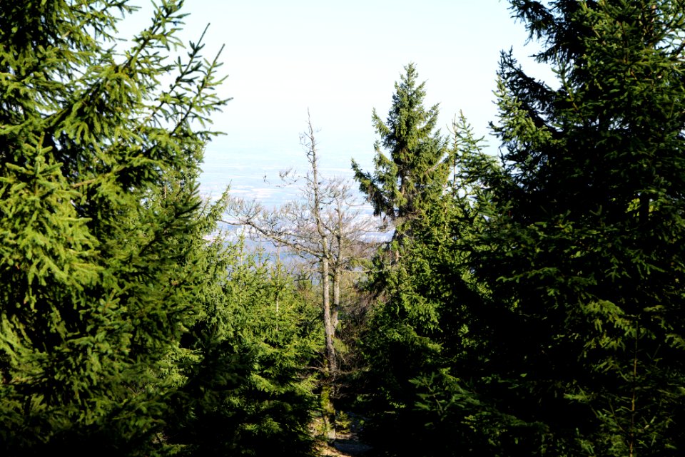 Altkönig 2020-03-25 73