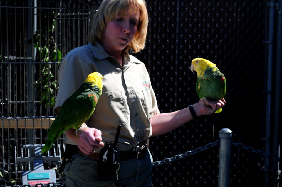 Amazona oratrix -Cougar Mountain Zoological Park -two with zoo keeper-8a