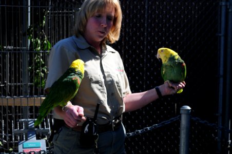 Amazona oratrix -Cougar Mountain Zoological Park -two with zoo keeper-8a
