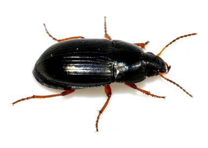 Amara-familiaris-12-fws