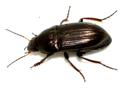 Amara-aenea-14-fws