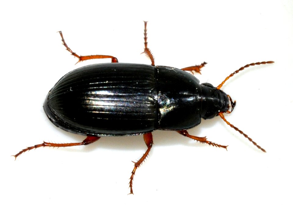 Amara-familiaris-11-fws