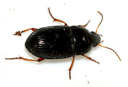Amara-familiaris-07-fws