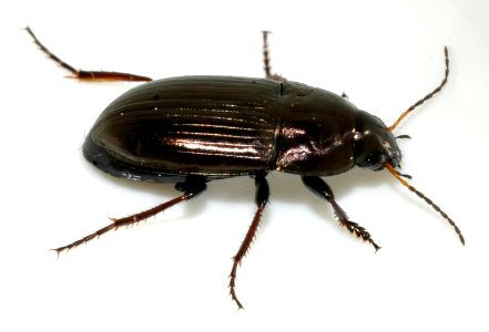 Amara-aenea-13-fws