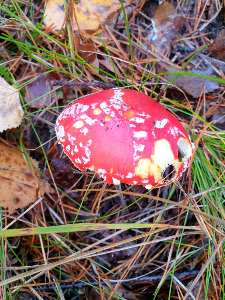 Amanita muscaria 103727885