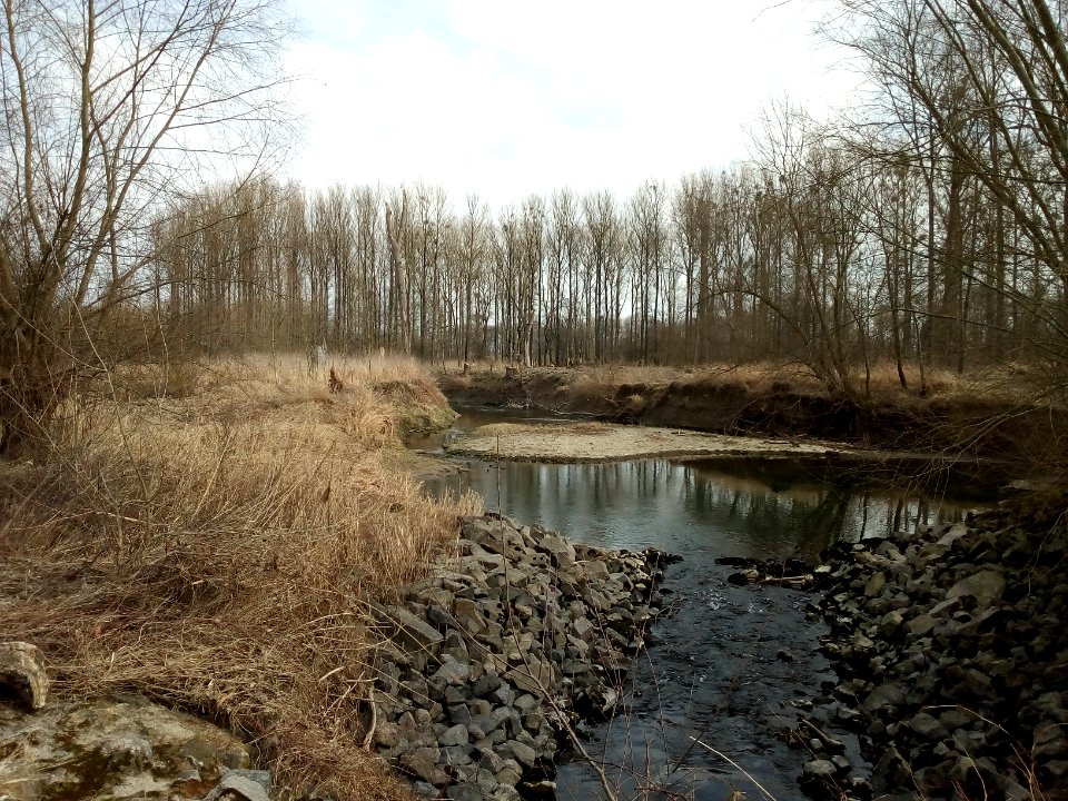 Altrhein Insel Rott, südliche Zuleitung