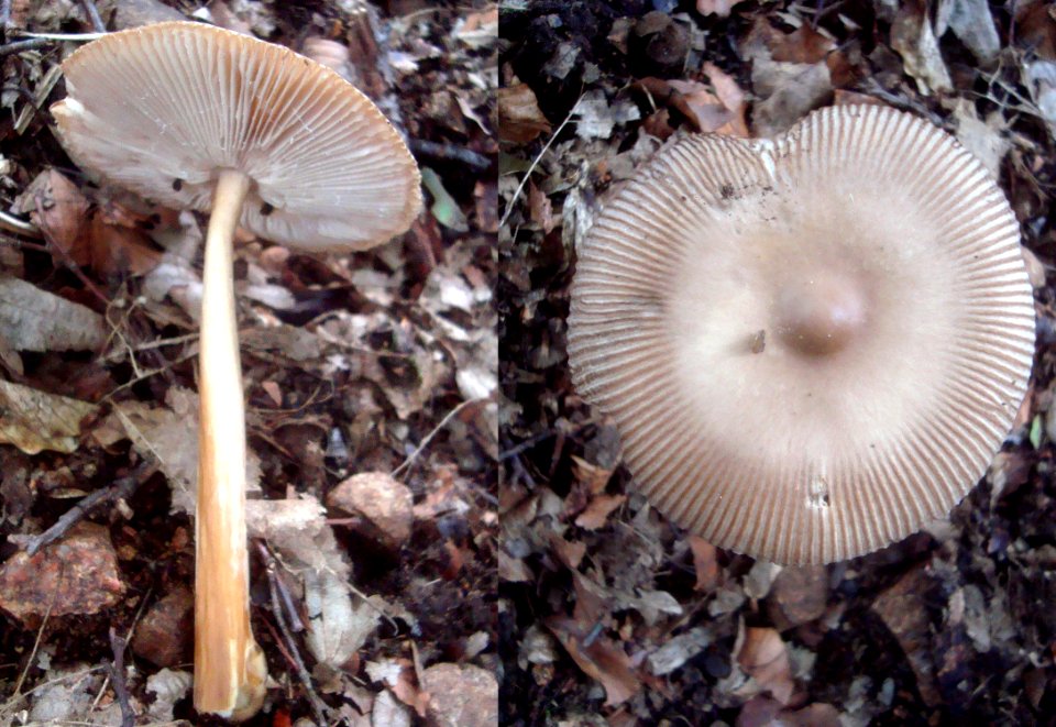 Amanita vaginata Podkomorské lesy