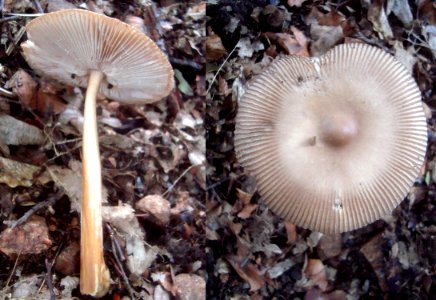 Amanita vaginata Podkomorské lesy