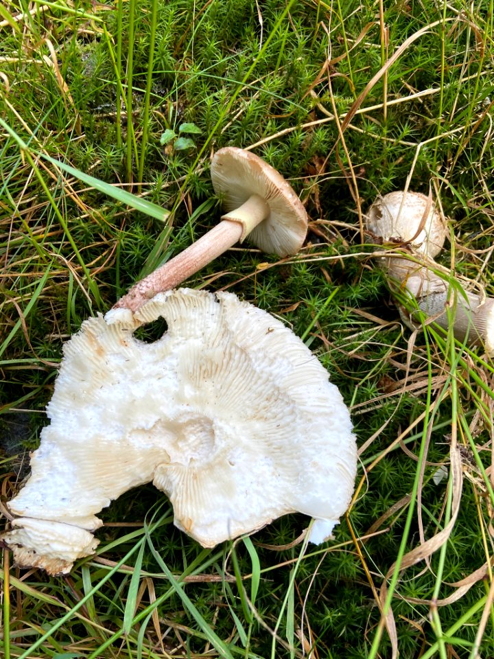 Amanita porphyria 96251387