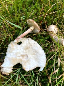 Amanita porphyria 96251387