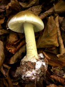 Amanita phalloides 96065250