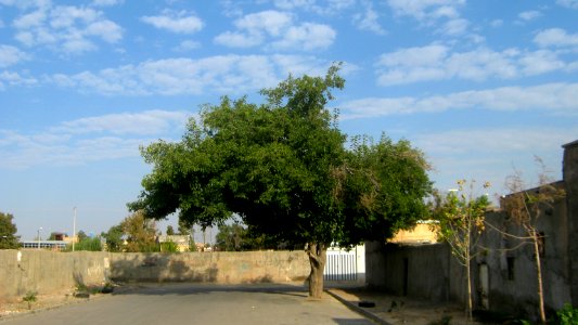 Alone tree in an alley neat Railway of Nishapur 1