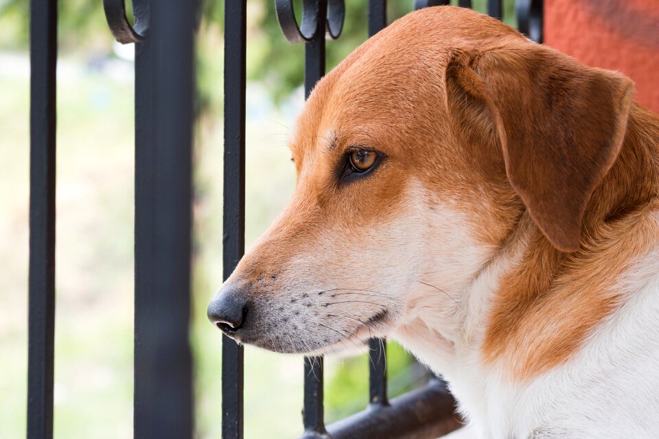 Best friend brown unconditional