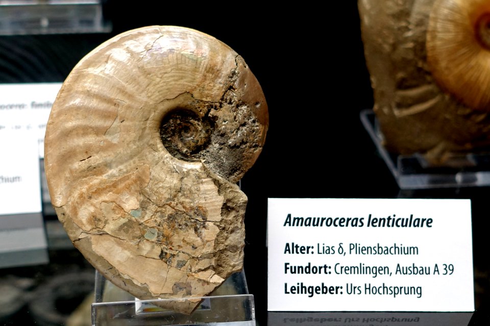 Amauroceras lenticulare - Naturhistorisches Museum, Braunschweig, Germany - DSC05118
