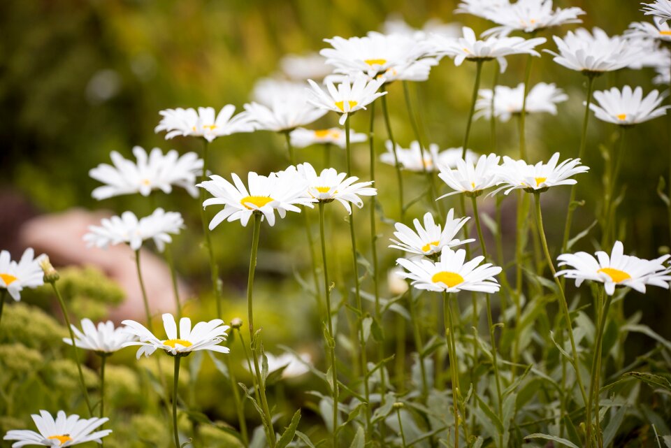 Flower white white flower