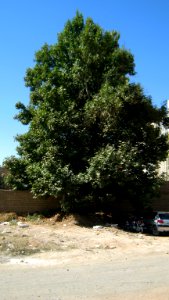 Alone tree - alley Molla Sadra blv - Nishapur 1