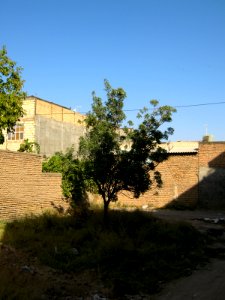 Alone tree - alley in 17 Shahrivar st - Nishapur 06