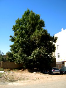 Alone tree - alley Molla Sadra blv - Nishapur 4