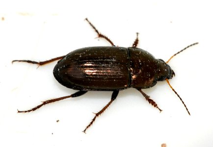 Amara-aenea-05-fws