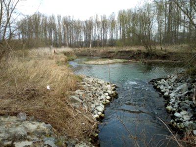 Altrhein Insel Rott, südliche Zuleitung (3)