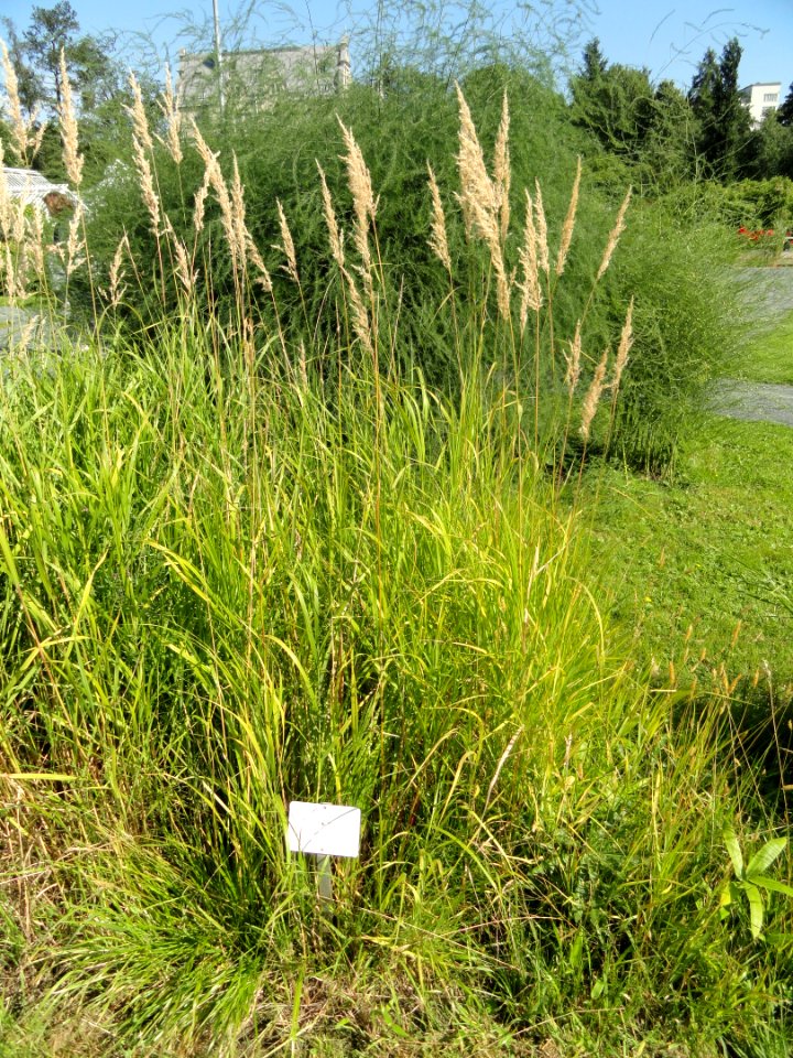 Alopecurus pratensis - Botanical Garden in Kaisaniemi, Helsinki - DSC03549