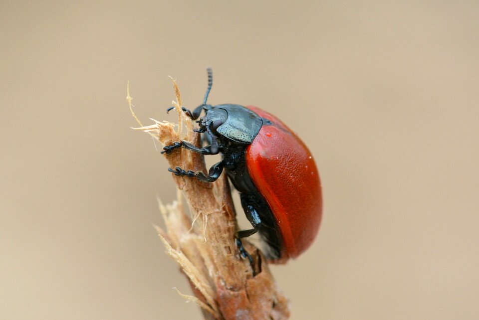 Insect close up macro
