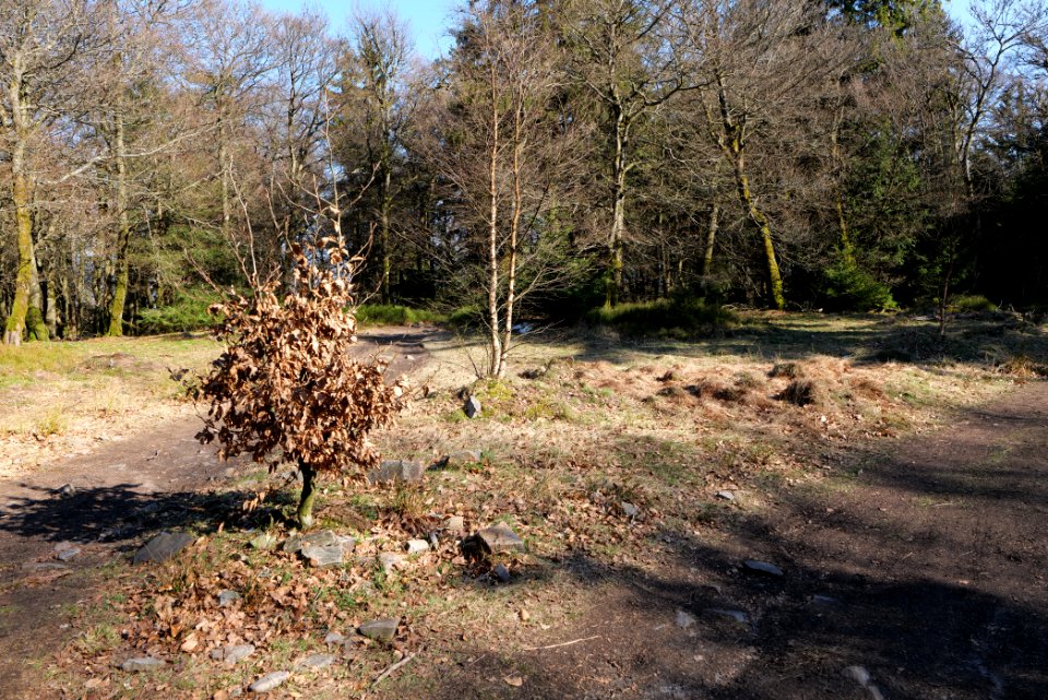 Altkönig 2020-03-25 65
