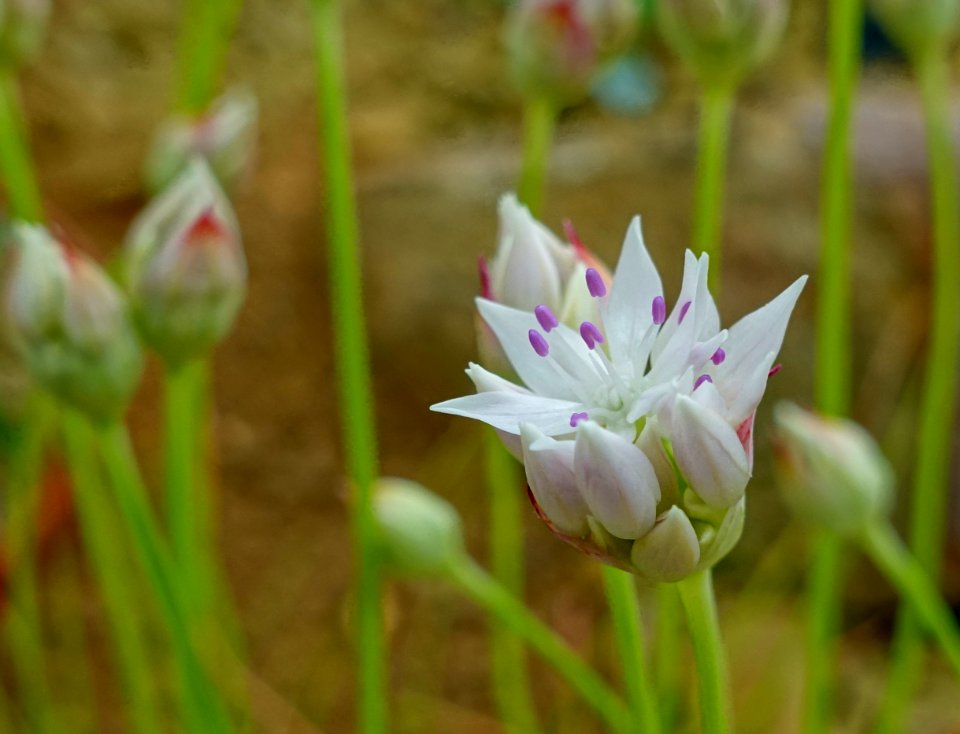 Allium amplectens - RHS Garden Harlow Carr - North Yorkshire, England - DSC01495