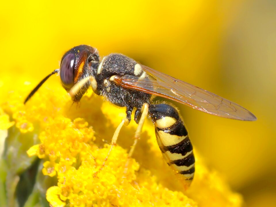 Wild bee close up macro