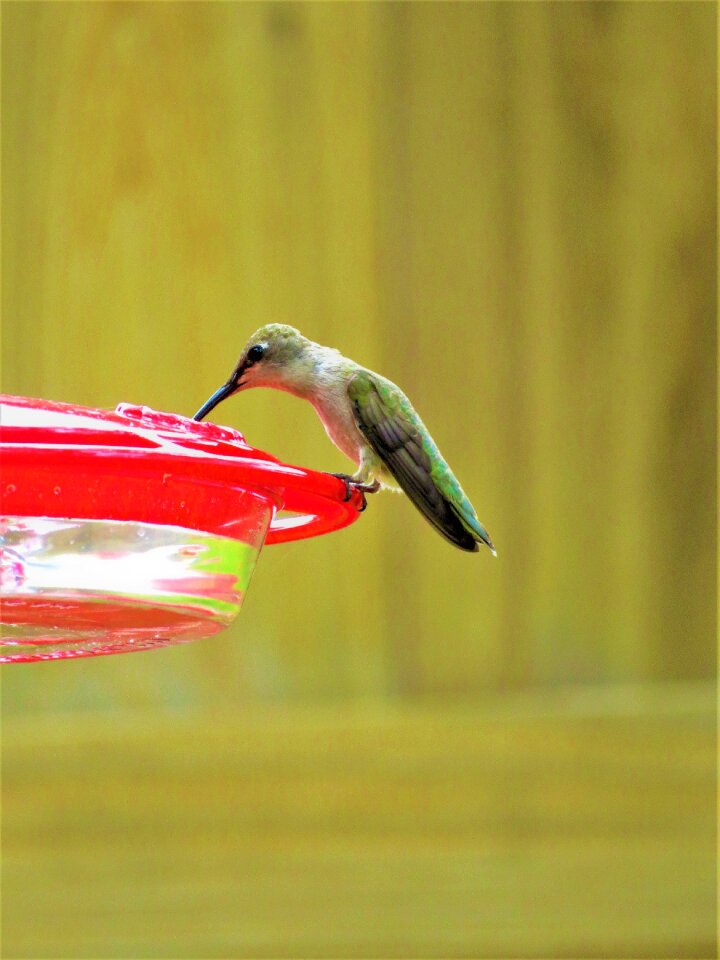 Green red wild