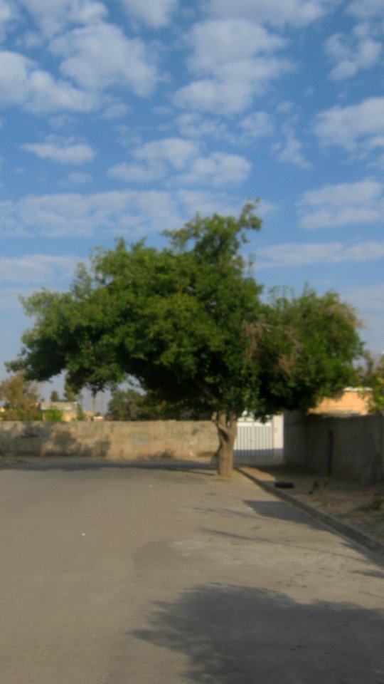 Alone tree in an alley neat Railway of Nishapur 4