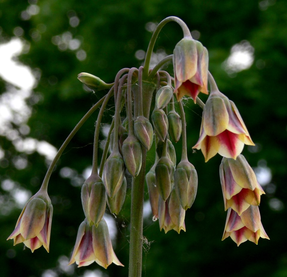 Allium siculum IP0804011