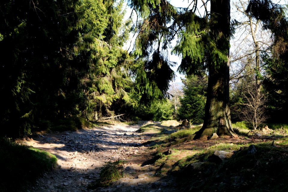 Altkönig 2020-03-25 72