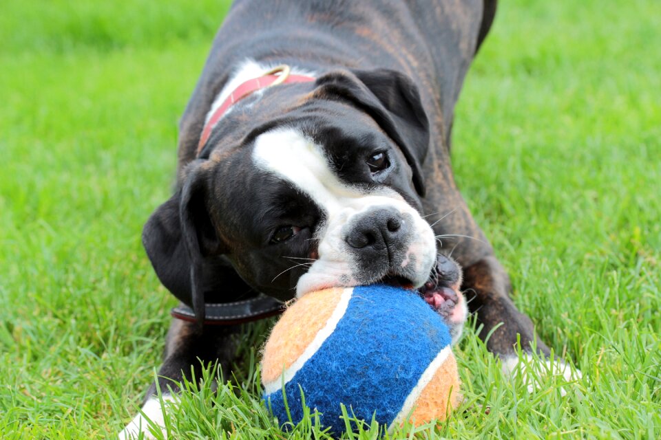 Ball dog look pet