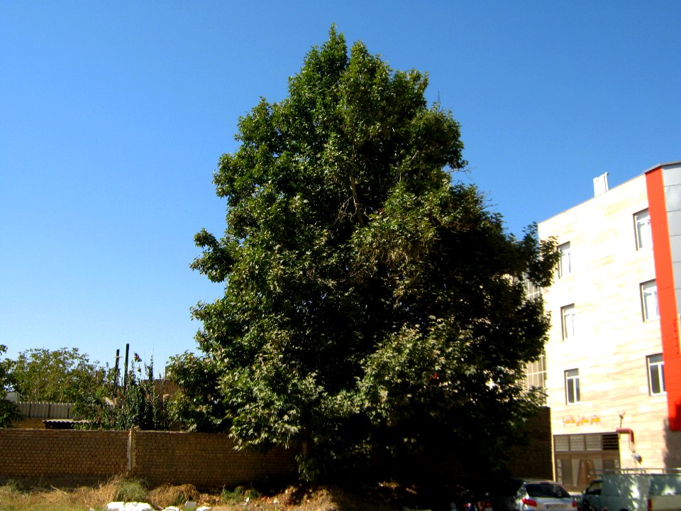 Alone tree - alley Molla Sadra blv - Nishapur 3