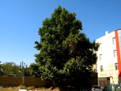 Alone tree - alley Molla Sadra blv - Nishapur 3