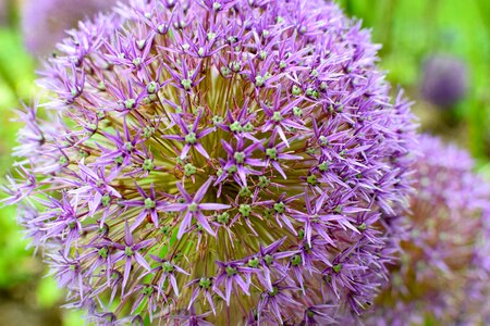 Flower allium purple photo
