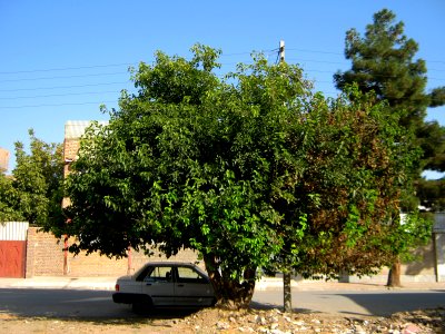 Alone tree and car - alley in 17 Shahrivar st - Nishapur 2