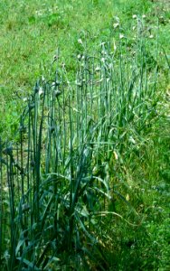 Allium sativum var ophioscorodon IP0708029