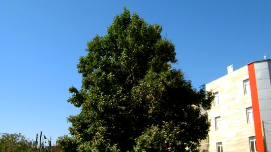 Alone tree - alley Molla Sadra blv - Nishapur 2