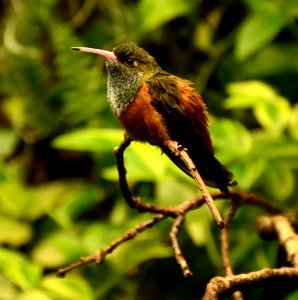 Amazilia amazilia Parc des Oiseaux 21 10 2015 3