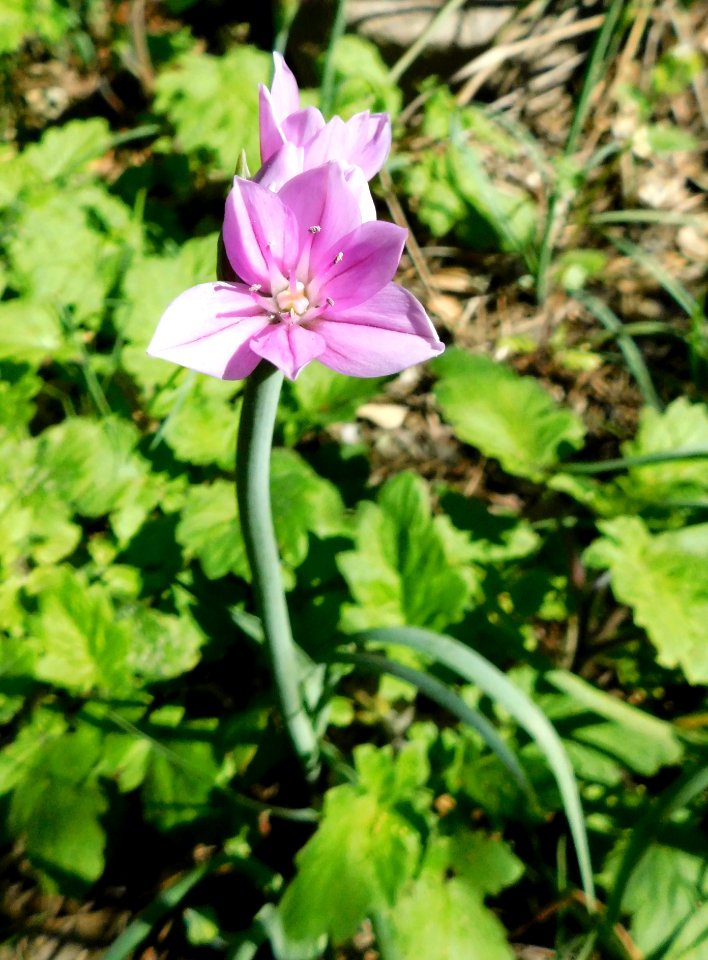 Allium unifolium 2