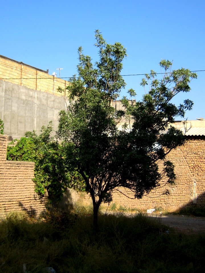 Alone tree - alley in 17 Shahrivar st - Nishapur 09