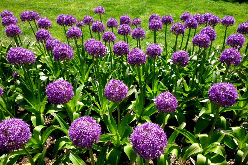 Alliums - Boston Public Garden DSC02632